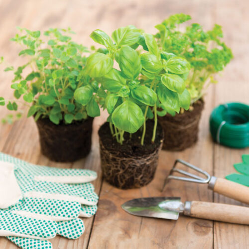 Should You Plant Seeds or Seedlings?
